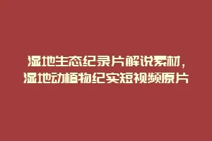 湿地生态纪录片解说素材,湿地动植物纪实短视频原片缩略图 湿地生态纪录片解说素材,湿地动植物纪实短视频原片