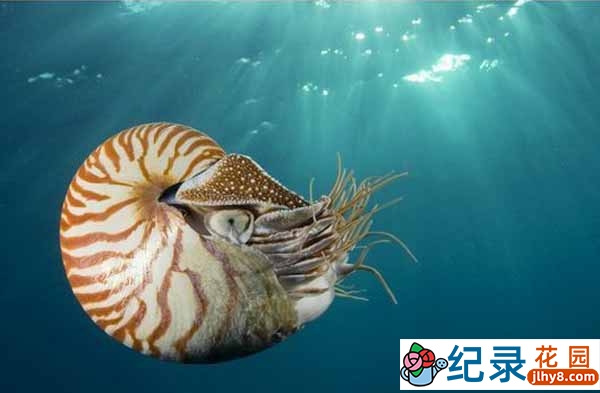 生态科学纪录片《大自然的数学 Nature's Mathematics》全2集原版