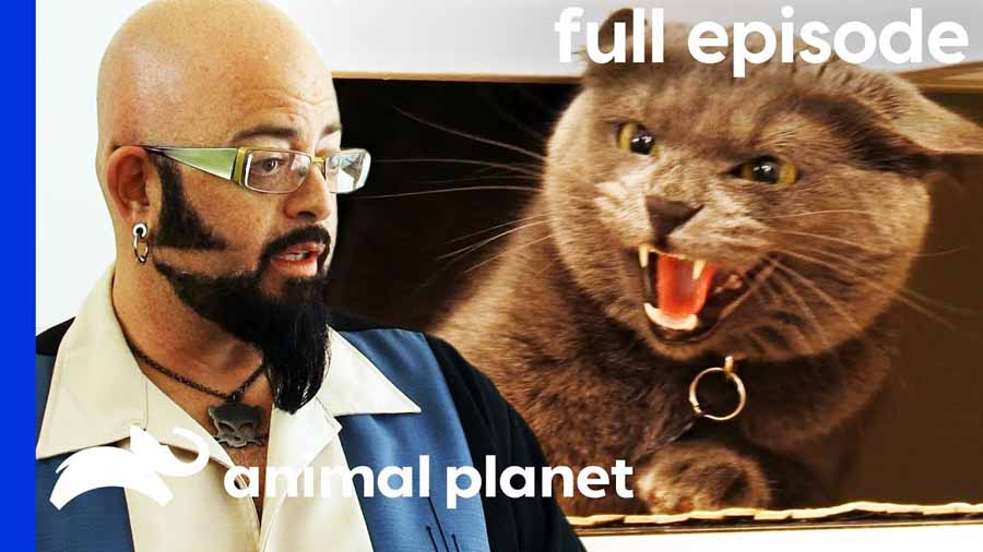 管教恶猫纪录片《金牌训猫师》第8季