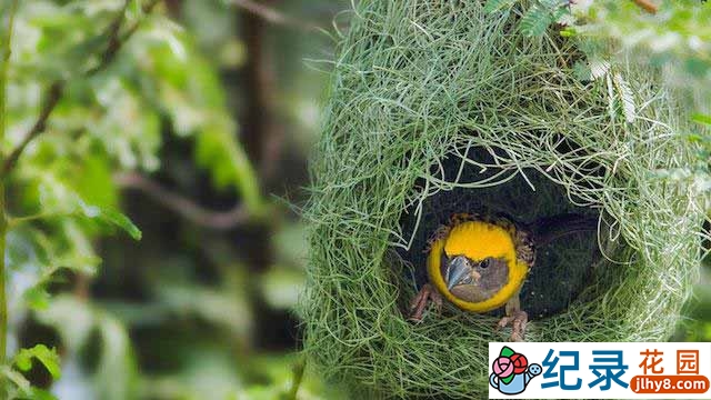 KBS自然生态纪录片《大自然的建筑师 Wildlife Architects》全3集 720P/1080i高清纪录片百度云下载插图