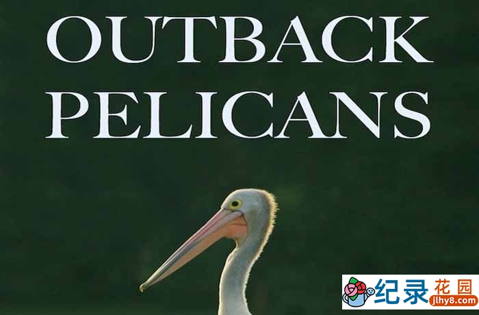 PBS自然纪录片《内陆鹈鹕 Outback Pelicans》全1集