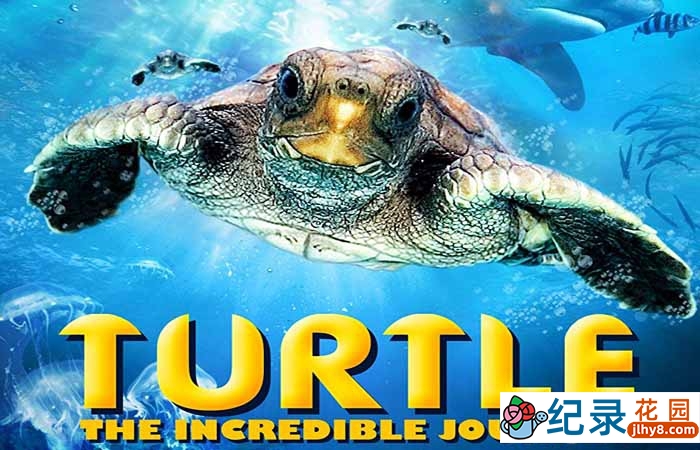 野生动物纪录片《海龟奇妙之旅 在海里飞翔 Turtle: The Incredible Journey》全1集 720P/1080i高清纪录片百度云下载插图