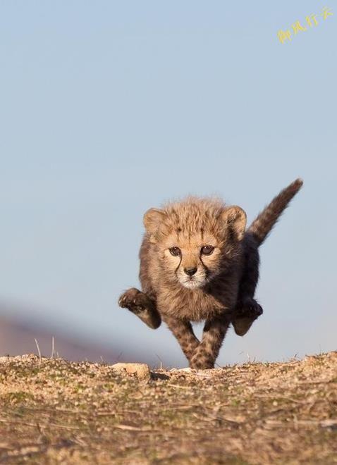 穿越镜头后的生灵呐喊：为什么你的硬盘里，该留有一张“地球方舟”的门票？插图1