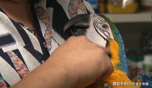 生命的呐喊:那些震撼灵魂的救赎之光,不可错过的拯救动物纪录片全名单插图 生命的呐喊:那些震撼灵魂的救赎之光,不可错过的拯救动物纪录片全名单插图