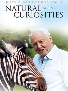 从星尘到深渊：BBC纪录片——一场永不落幕的感官盛宴与思想远征插图3