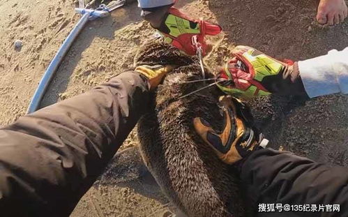 生命的呐喊:那些震撼灵魂的救赎之光,不可错过的拯救动物纪录片全名单插图3 生命的呐喊:那些震撼灵魂的救赎之光,不可错过的拯救动物纪录片全名单插图3