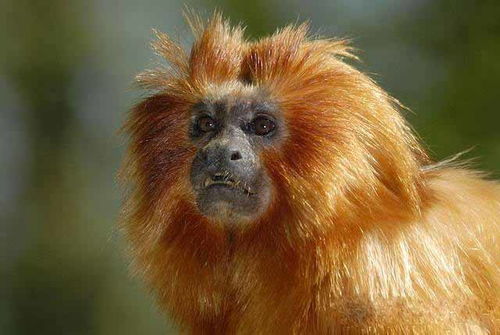 生命的呐喊:那些震撼灵魂的救赎之光,不可错过的拯救动物纪录片全名单插图2 生命的呐喊:那些震撼灵魂的救赎之光,不可错过的拯救动物纪录片全名单插图2