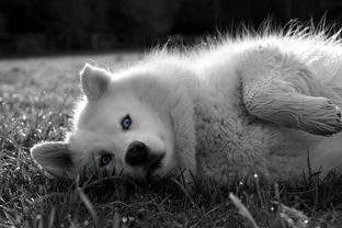 拯救动物纪录片下载：用影像守护地球上的每一个生命插图1