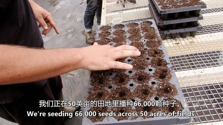 大麻之王 Kings of Kush插图1