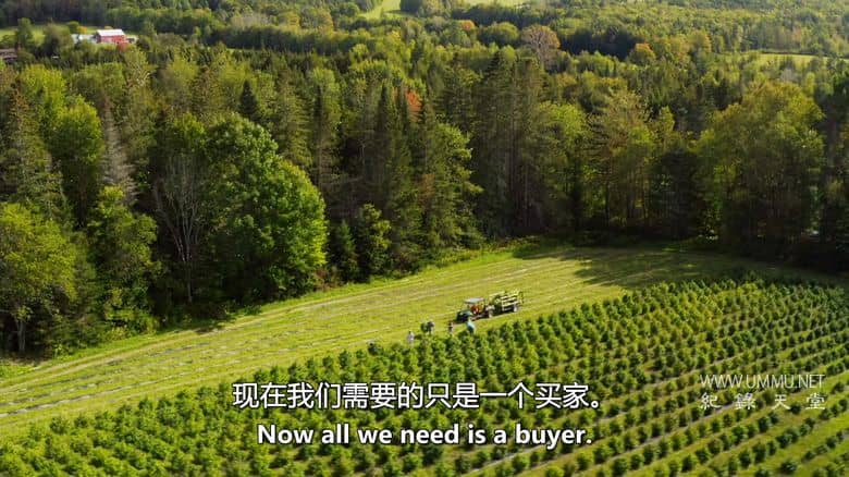 大麻之王 Kings of Kush插图3