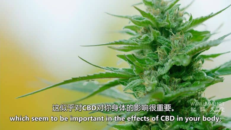 大麻之王 Kings of Kush插图4